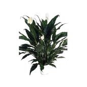 Spathiphyllum, Marsolais, culture en pot , panache