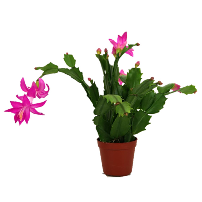 Cactus de Noël, 4'', assorti ZYG2.5