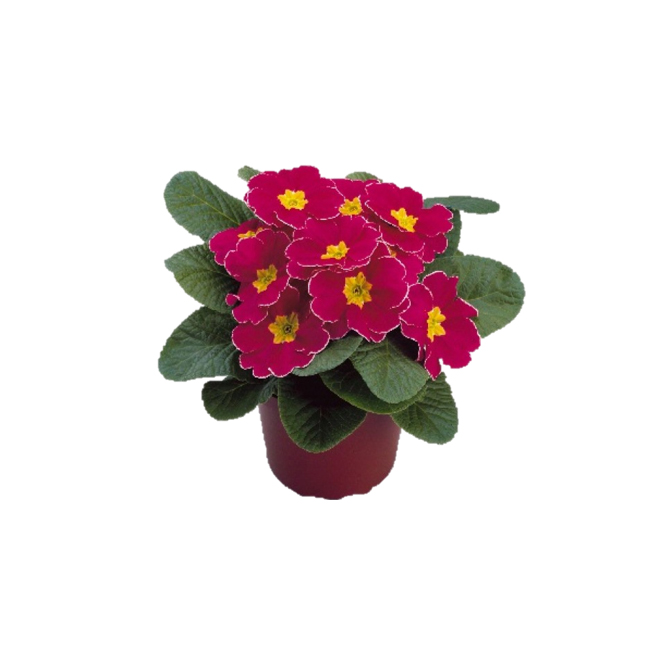 Primula - Assorted - 6'' Grower Pot