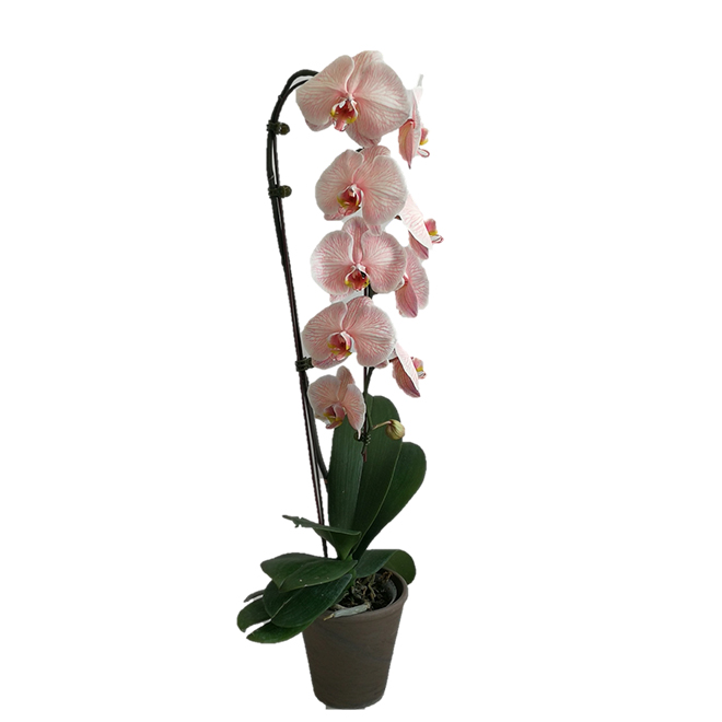 Phalaenopsis Orchid - Assorted Colours - 5'' Clay Pot