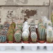 Entreprises Marsolais MIni Cactus in 1.5-in Pot - Assorted