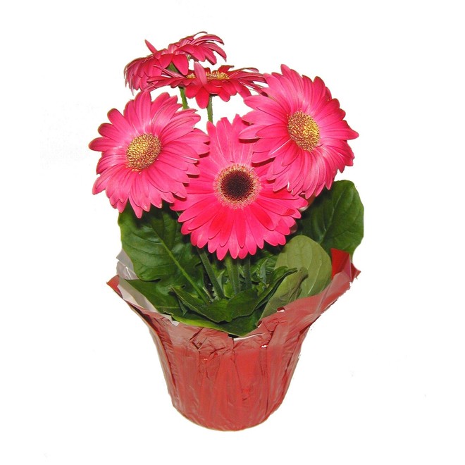 Potted Gerbera - 4.5" - Assorted Colours