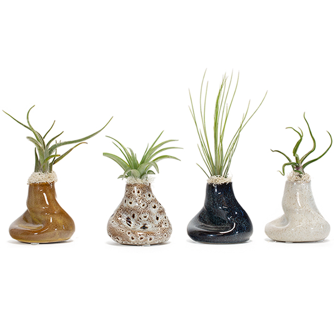 Ent Marsolais Tillandsia The Dunes 3 Pot Assorted Colours Ltthed Rona 5529