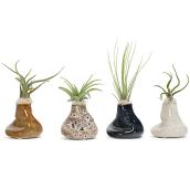 Tillandsia, « The Dunes », pot de 3", couleurs assorties
