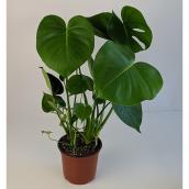 Entreprises Marsolais - Philodendron Monstera - 6-in Pot