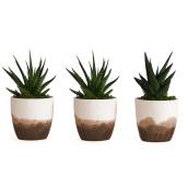 Plantes Succulentes en pot décoratif Anecdote, Les Entreprises Marsolais
