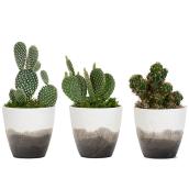 Plantes succulentes assorties, Les Entreprises Marsolais, pot décoratif Imprint