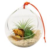 Tillandsia terrarium Snuggery, Les Entreprises Marsolais, boule de verre