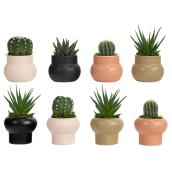 Plantes succulentes assorties Les Entreprises Marsolais, pot décoratif Spice Mark I