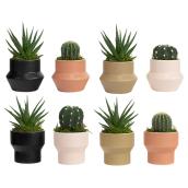 Plantes succulentes assorties Les Entreprises Marsolais, pot décoratif Spice Mark II