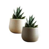 Plantes succulentes assorties Les Entreprises Marsolais, pot décoratif Naturalis