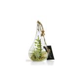 Terrarium goutte de pluie avec tillandsia, Les Entreprises Marsolais