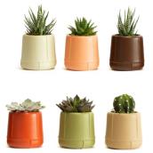 Plantes succulentes assorties Les Entreprises Marsolais, pot décoratif Morocco
