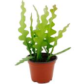 Epiphyllum anguliger des Entreprises Marsolais, pot de culture de 4 po