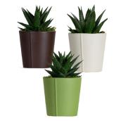 Plantes succulentes assorties Les Entreprises Marsolais, pot décoratif