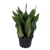 Assorted Sanseviera - 6-in Pot