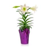 Easter Lily - 6-in Pot
