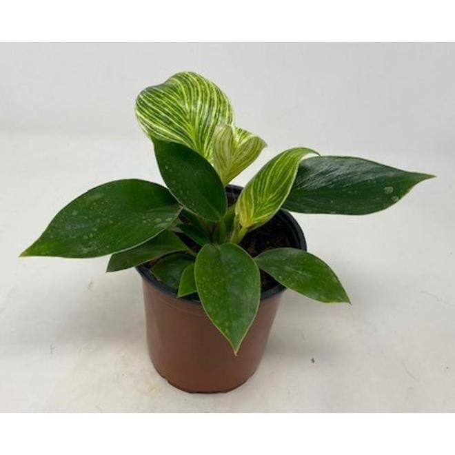 Chilodendron Birkin Interior Tropical Plant 6-in