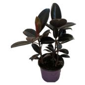 Plante intérieur Ficus Elastica 4 po