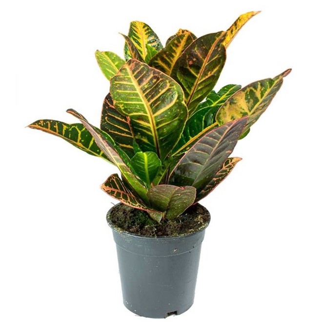 Interior Plant Croton Assorted 6-in