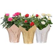 Kalanchoe Interior Rose with Vintage Pot Cover - 4-in Pot