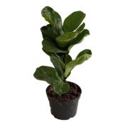 Plante d'intérieur Ficus Lyrata 6 po