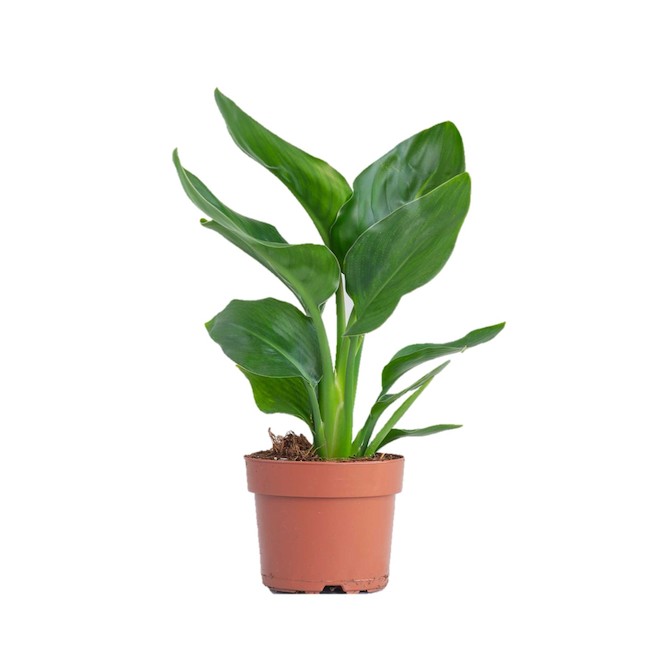 Plant Bird Paradise Strelitzia 6-in