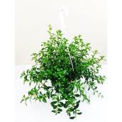 Assorted Tropical Plant in Hanging Basket 6-in