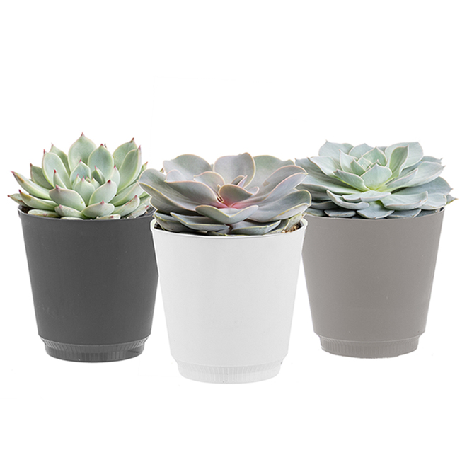 Entreprises Marsolais Assorted Deluxe Succulents in Decorative 4-in Pot