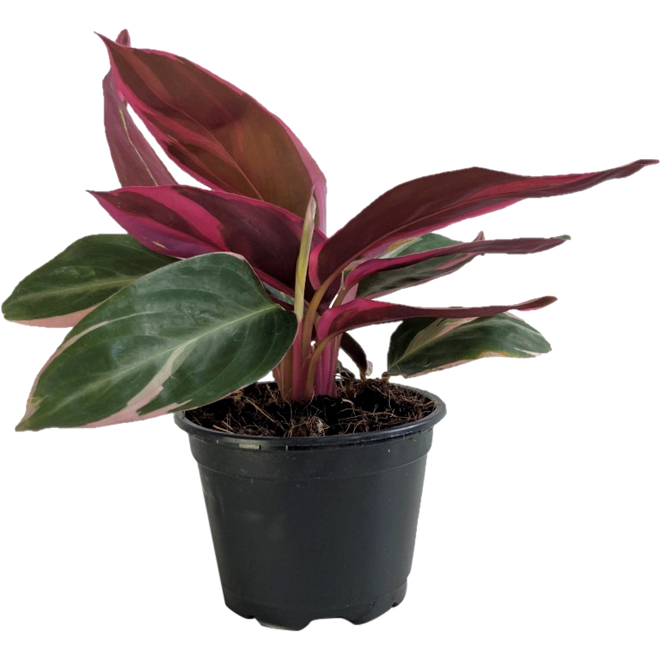 Entreprises Marsolais Assorted Indoor Plants - Triostar Stromanthe in 4-in Pots