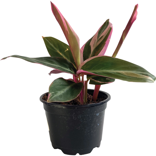 Entreprises Marsolais Assorted Indoor Plants - Triostar Stromanthe in 4-in Pots