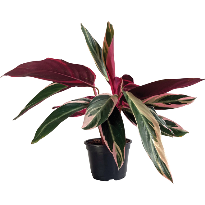 Entreprises Marsolais Assorted Indoor Plants - Triostar Stromanthe in 4-in Pots