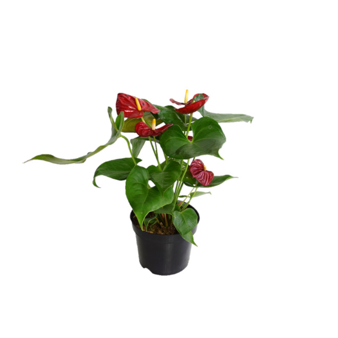 Anthurium dans un pot de 6 po
