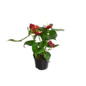 Anthurium dans un pot de 6 po