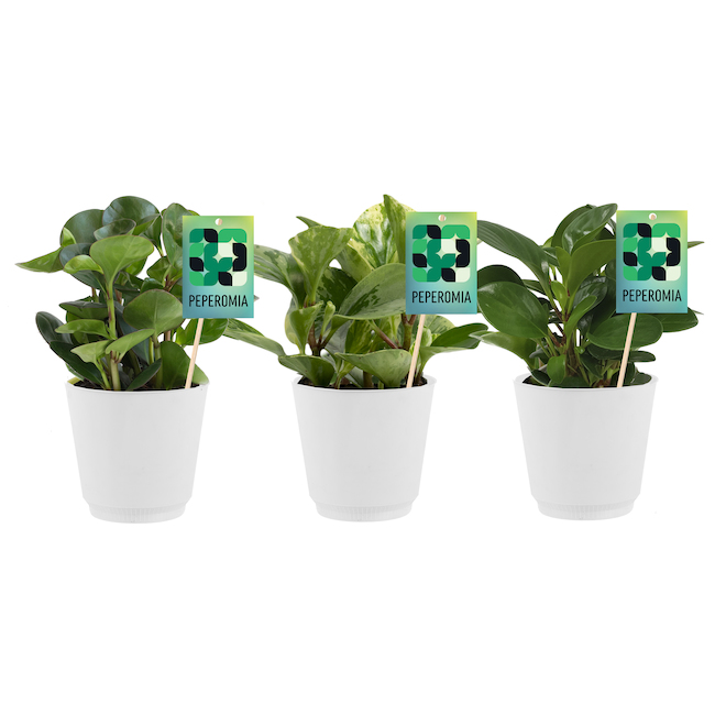 Peperomia Plant Pot Assorted 4-in