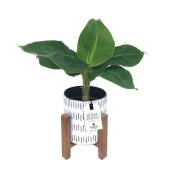 Plante tropicale en pot avec support en bois naturel, 4,25 po