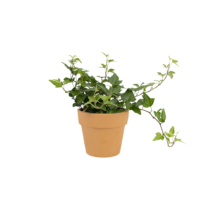 Ivy Plant in Terra Cotta Pot 4-in