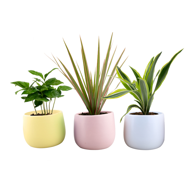 Tropical Plant with Assorted Ceramic Pot 4-in