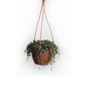 Peperomia Prostrata en panier suspendu