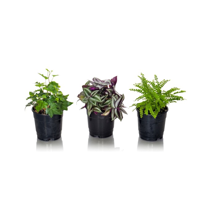 Entreprises Marsolais Tropical Plant 5-in Assorted