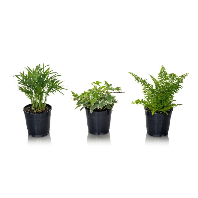 Entreprises Marsolais Tropical Plant 5-in Assorted