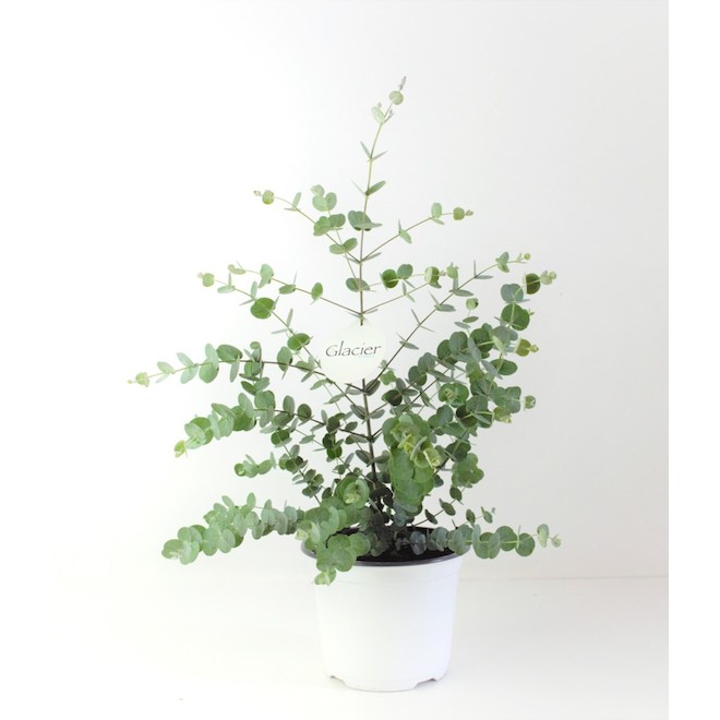 Assorted Glacier Eucalyptus in 6-in Pot