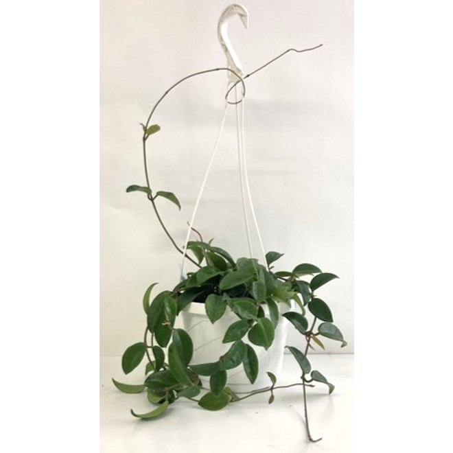 Plante Hoya en panier suspendu 8 po