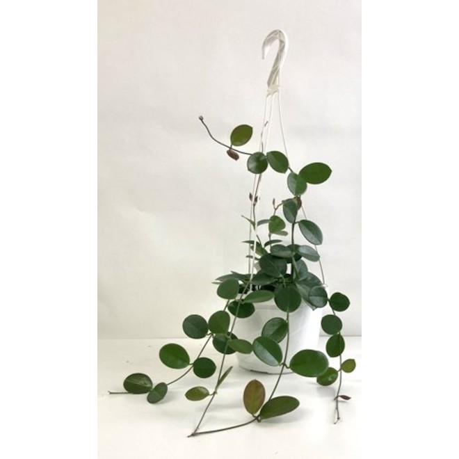 Plante Hoya en panier suspendu 8 po