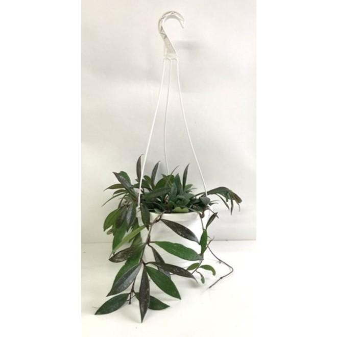 Plante Hoya en panier suspendu 8 po