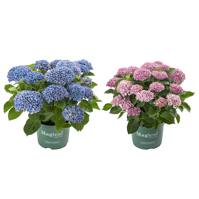 Entreprises Marsolais Assorted Hydrangeas Multiflowers in 6-in Pot