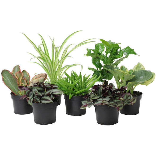 Foliera 3.5-in Pot Assorted Tropical Plants