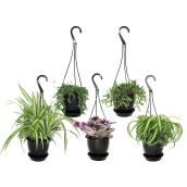 Foliera 5-in Pot Assorted Hanging Tropical Plants