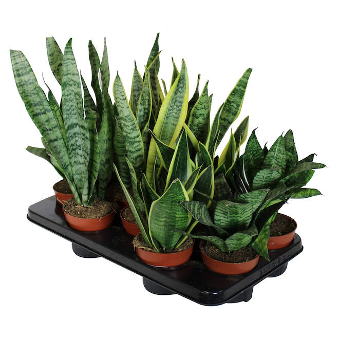 Foliera 5-in Potted Green Houseplant - Variegated Snake Plant