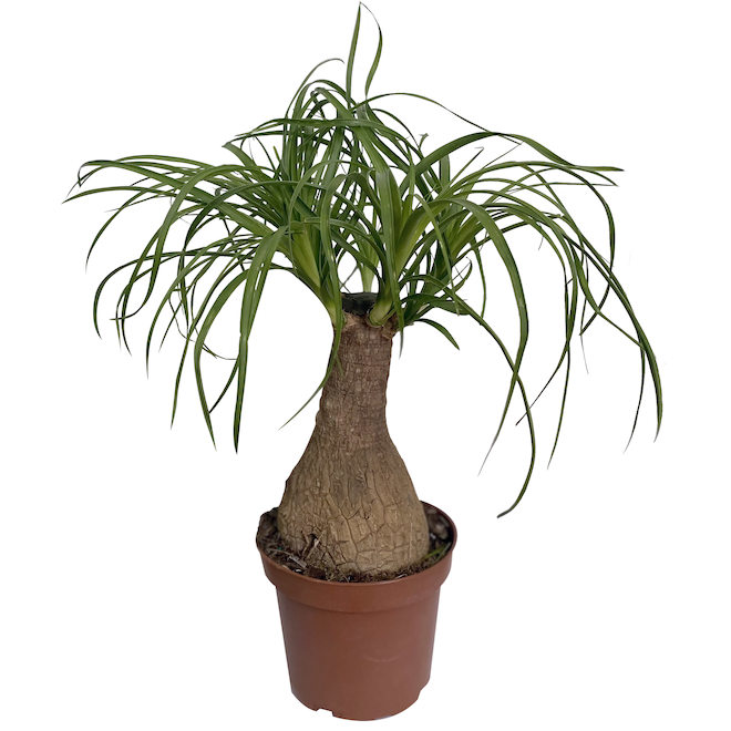 Foliera 5-in Potted Beaucarnea recurvata Green Houseplant - Pony-Tail Plant